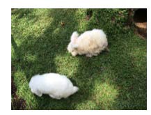 A picture containing grass, mammal, outdoor, lagomorph

Description automatically generated
