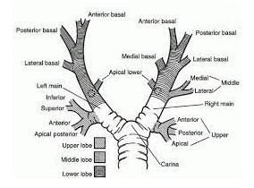 A picture containing skeleton, sketch, text, diagram

Description automatically generated