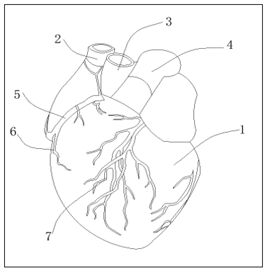 A drawing of a heart

Description automatically generated