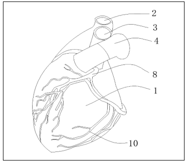A drawing of a heart

Description automatically generated